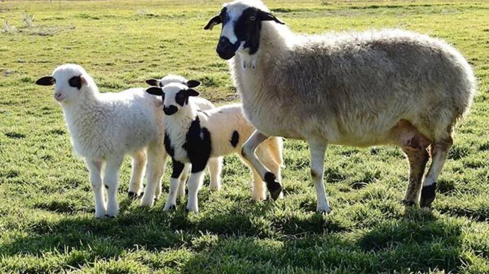 Konya'nın en büyük çiftliği 190 bin adet satın alacak! 4